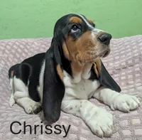 AKC Chrissy, a female Basset Hound for sale in Fredericksburg, TX – 2 of 5