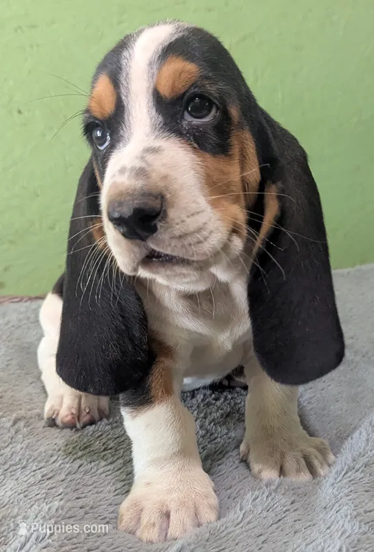 AKC Brantley – Basset Hound puppy on hold in Fredericksburg, TX