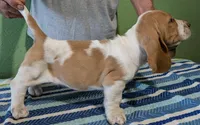 AKC Joby, a male Basset Hound for sale in Fredericksburg, TX – 3 of 5