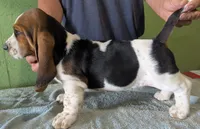 AKC Toby, a male Basset Hound for sale in Fredericksburg, TX – 5 of 6