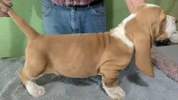 AKC Kayson, a male Basset Hound for sale in Fredericksburg, TX – 3 of 5