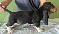 AKC Tassy, a female Basset Hound for sale in Fredericksburg, TX – 4 of 6