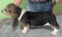 AKC Kenzo, a male Basset Hound for sale in Fredericksburg, TX – 5 of 6