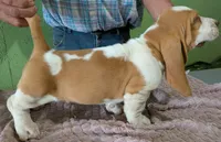 AKC Nox, a male Basset Hound for sale in Fredericksburg, TX – 3 of 5