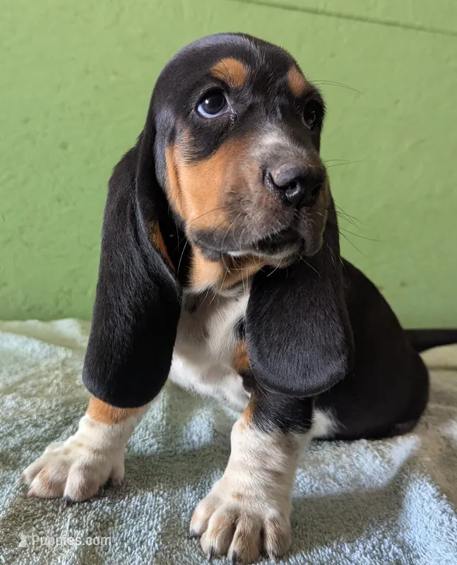 AKC Tassy – Basset Hound puppy for sale in Fredericksburg, TX