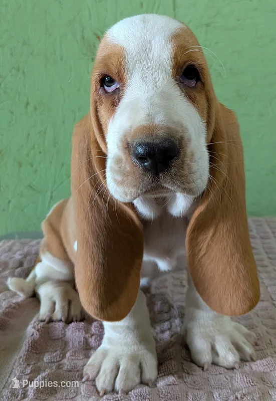 AKC Nox – Basset Hound puppy for sale in Fredericksburg, TX