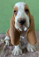 AKC Nox, a male Basset Hound for sale in Fredericksburg, TX – 1 of 5
