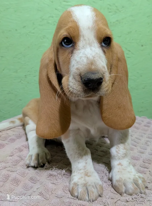 AKC Dawn – Basset Hound puppy for sale in Fredericksburg, TX