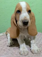 AKC Dawn, a female Basset Hound for sale in Fredericksburg, TX – 1 of 5