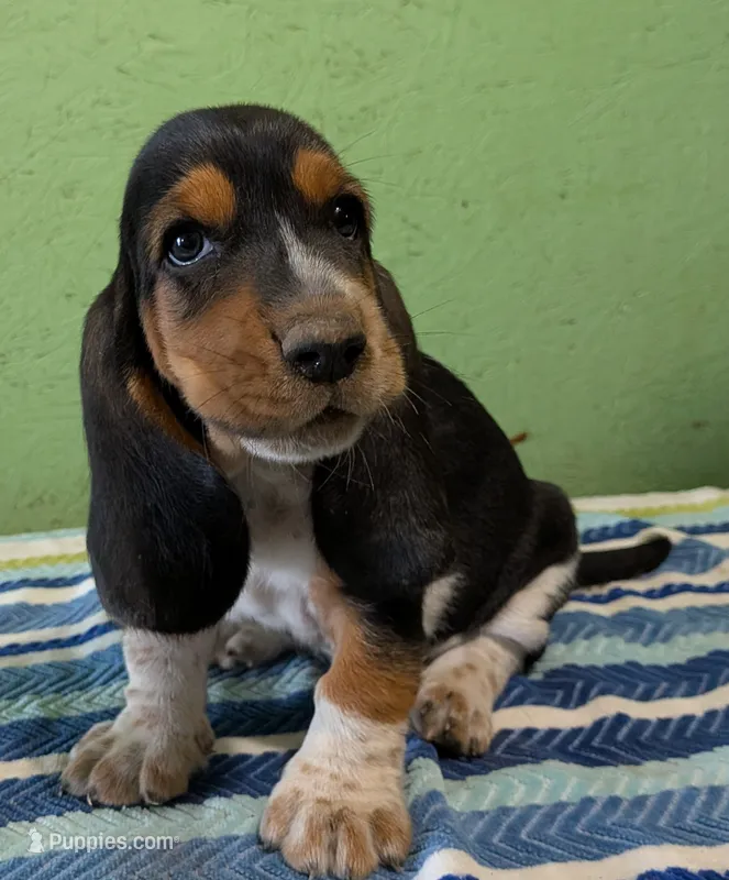 AKC Jerron – Basset Hound puppy for sale in Fredericksburg, TX
