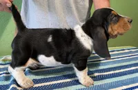 AKC Jagger, a male Basset Hound for sale in Fredericksburg, TX – 3 of 5