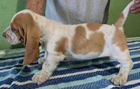 AKC Jinka, a female Basset Hound for sale in Fredericksburg, TX – 3 of 5