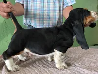 AKC Nakoa HOLD, a male Basset Hound for sale in Fredericksburg, TX – 4 of 5
