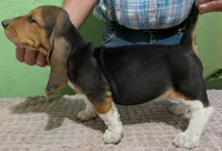 AKC Dewberry, a female Basset Hound for sale in Fredericksburg, TX – 3 of 6