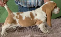 AKC Norris, a male Basset Hound for sale in Fredericksburg, TX – 4 of 5