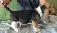 AKC Tangie, a female Basset Hound for sale in Fredericksburg, TX – 5 of 6