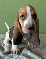 AKC Tanya, a female Basset Hound for sale in Fredericksburg, TX – 1 of 6