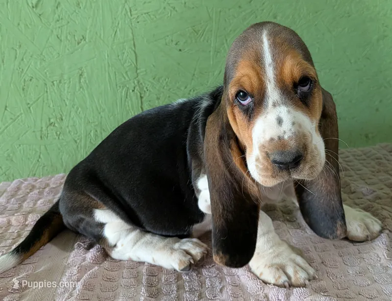 AKC Nixie – Basset Hound puppy for sale in Fredericksburg, TX