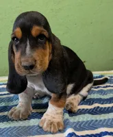 AKC Jerron, a male Basset Hound for sale in Fredericksburg, TX – 2 of 5