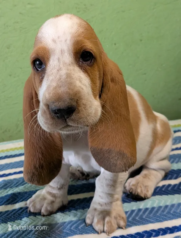 AKC Jussi – Basset Hound puppy for sale in Fredericksburg, TX