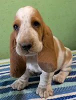 AKC Jussi, a female Basset Hound for sale in Fredericksburg, TX – 1 of 5
