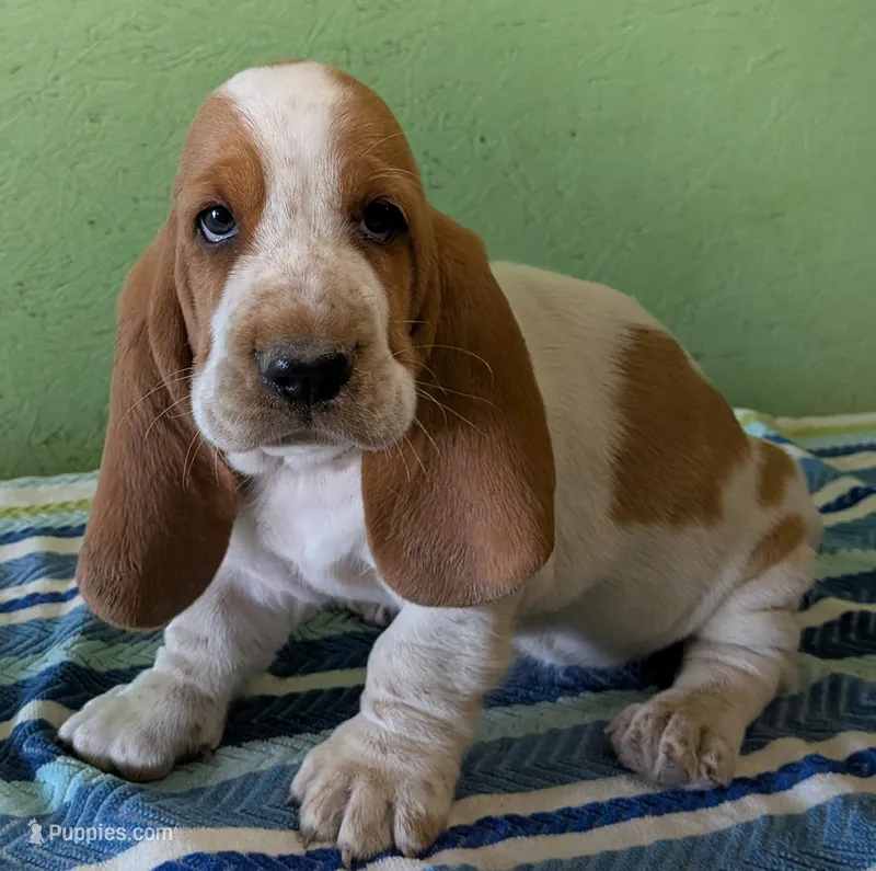 AKC Jingo – Basset Hound puppy for sale in Fredericksburg, TX