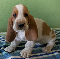 AKC Jingo, a male Basset Hound for sale in Fredericksburg, TX – 1 of 5