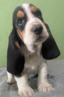 AKC Brantley, a male Basset Hound for sale in Fredericksburg, TX – 2 of 6