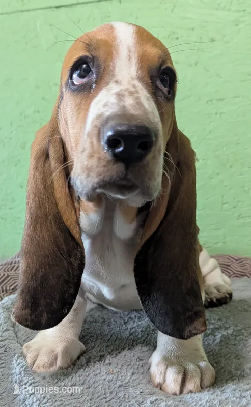 AKC Tanya – Basset Hound puppy for sale in Fredericksburg, TX