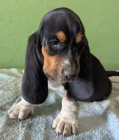 AKC Tassy, a female Basset Hound for sale in Fredericksburg, TX – 2 of 6