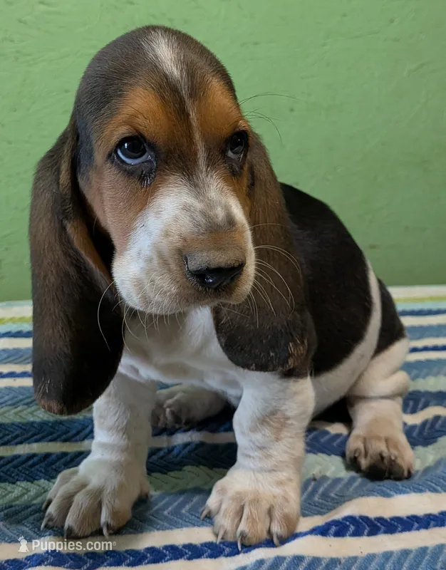 AKC Raven – Basset Hound puppy for sale in Fredericksburg, TX