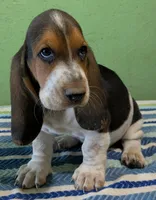 AKC Raven, a female Basset Hound for sale in Fredericksburg, TX – 1 of 5