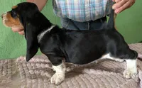 AKC Nakoa HOLD, a male Basset Hound for sale in Fredericksburg, TX – 3 of 5