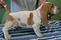 AKC Jingo, a male Basset Hound for sale in Fredericksburg, TX – 3 of 5