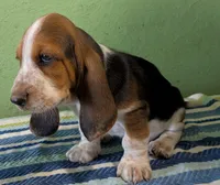 AKC Johnson, a male Basset Hound for sale in Fredericksburg, TX – 2 of 5