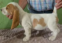 AKC Dove, a female Basset Hound for sale in Fredericksburg, TX – 3 of 5