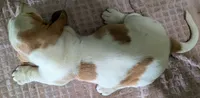 AKC Nadine HOLD, a female Basset Hound for sale in Fredericksburg, TX – 5 of 5