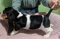 AKC Chrissy, a female Basset Hound for sale in Fredericksburg, TX – 3 of 5
