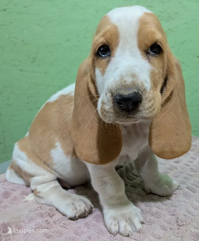 AKC Delilah – Basset Hound puppy for sale in Fredericksburg, TX