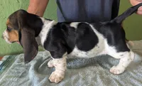 AKC Jelena, a female Basset Hound for sale in Fredericksburg, TX – 4 of 5