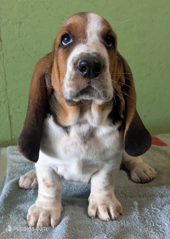 AKC Toby – Basset Hound puppy for sale in Fredericksburg, TX