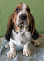 AKC Toby, a male Basset Hound for sale in Fredericksburg, TX – 1 of 6