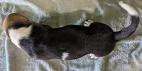 AKC Tangie, a female Basset Hound for sale in Fredericksburg, TX – 6 of 6