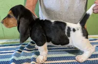 AKC Racker, a male Basset Hound for sale in Fredericksburg, TX – 4 of 5