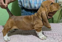 AKC Denali, a male Basset Hound for sale in Fredericksburg, TX – 3 of 5