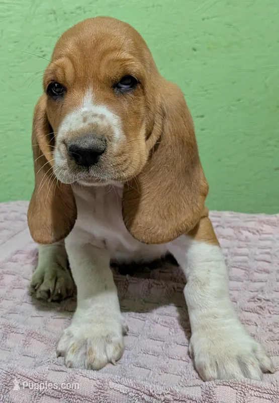 AKC Dusty – Basset Hound puppy for sale in Fredericksburg, TX