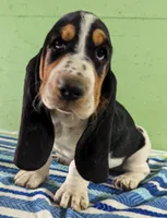 AKC Nettie, a female Basset Hound for sale in Fredericksburg, TX – Photo 1 of 4