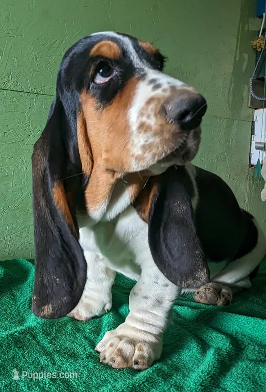 AKC Nettie – Basset Hound puppy for sale in Fredericksburg, TX
