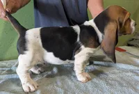 AKC Toby, a male Basset Hound for sale in Fredericksburg, TX – 6 of 6