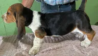 AKC Nori, a female Basset Hound for sale in Fredericksburg, TX – 5 of 6